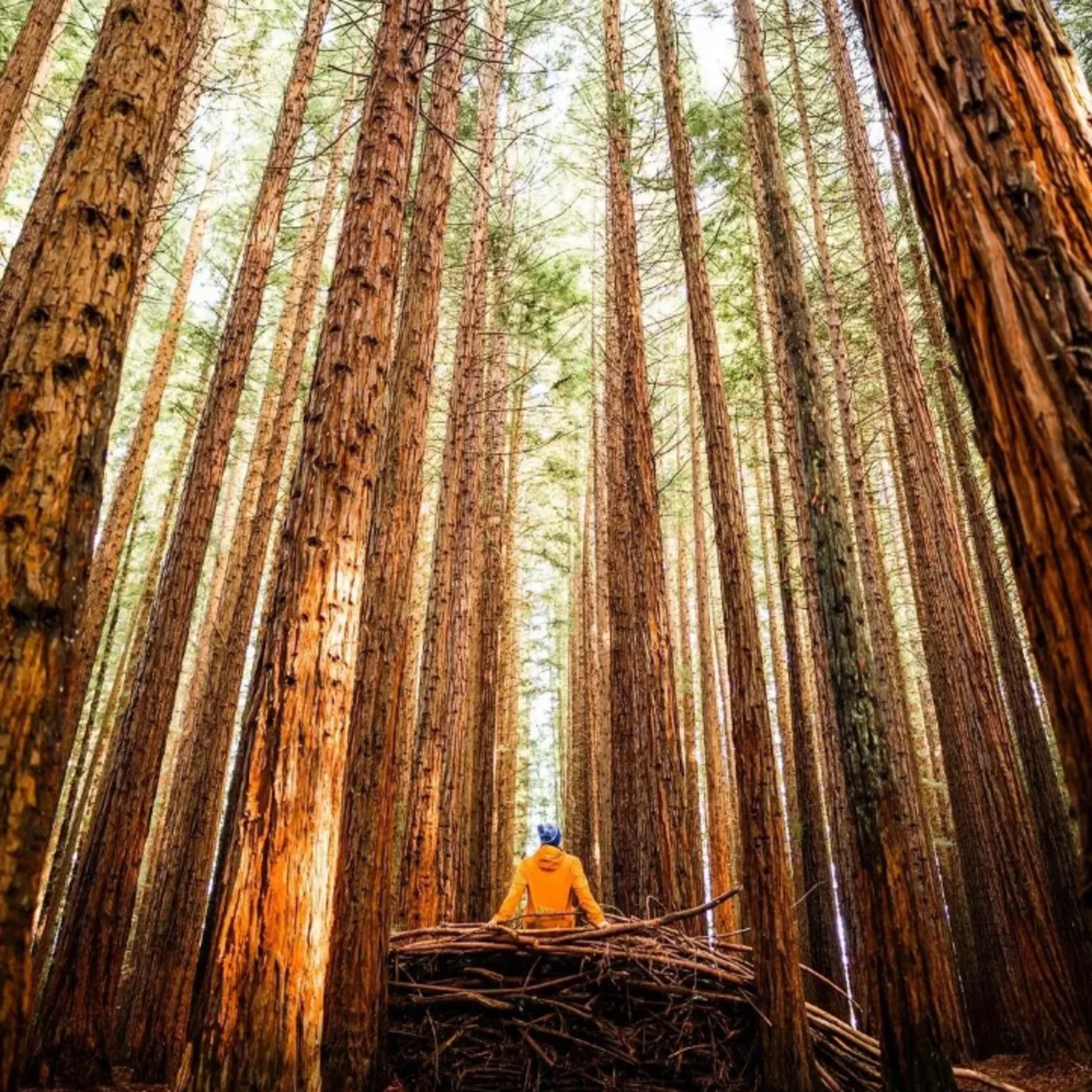 Californian Redwoods
