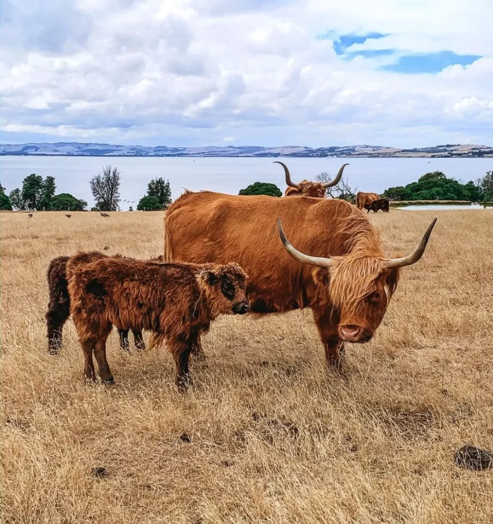 Churchill Island Heritage Farm