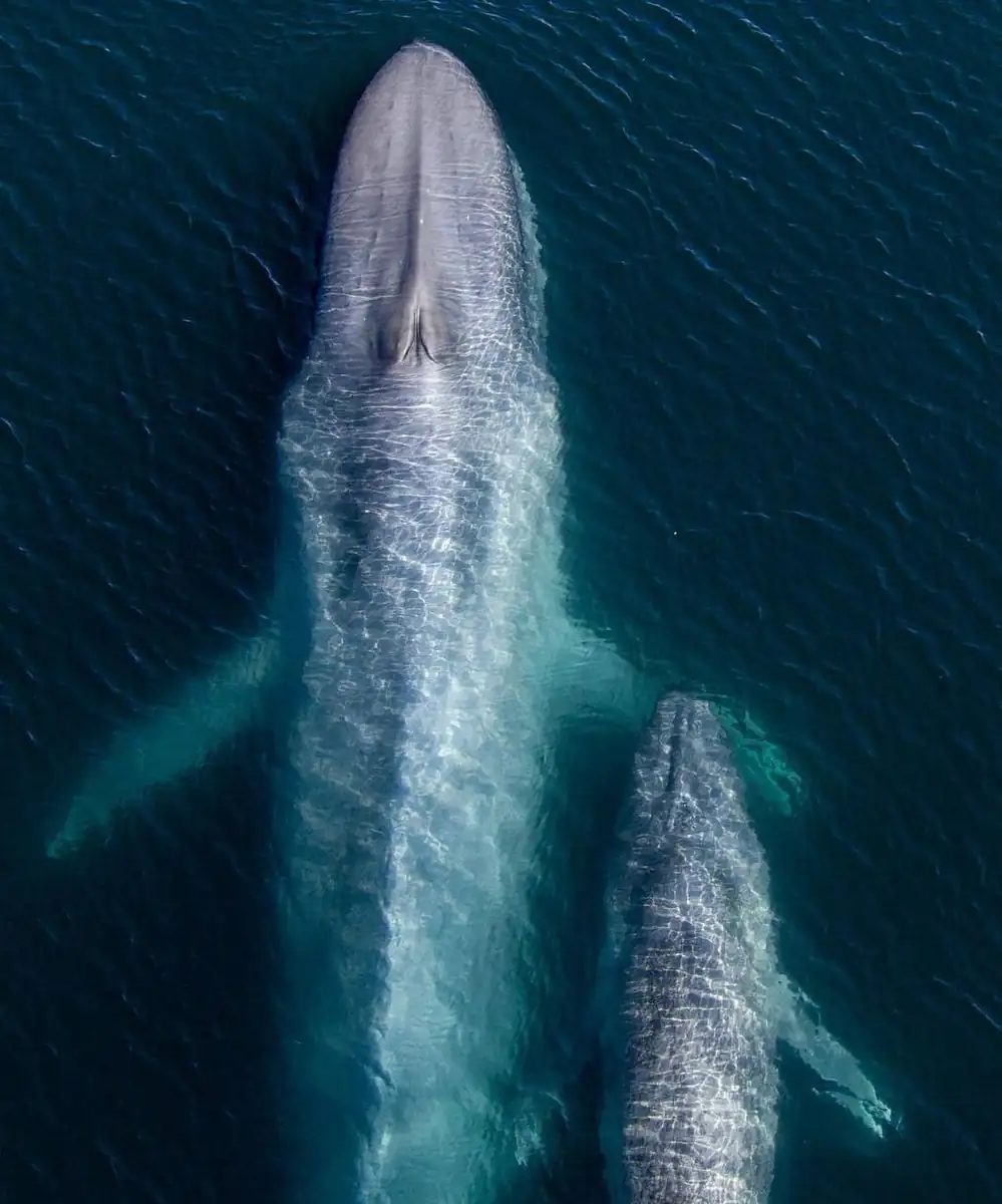 Compared With Global Whale Tours