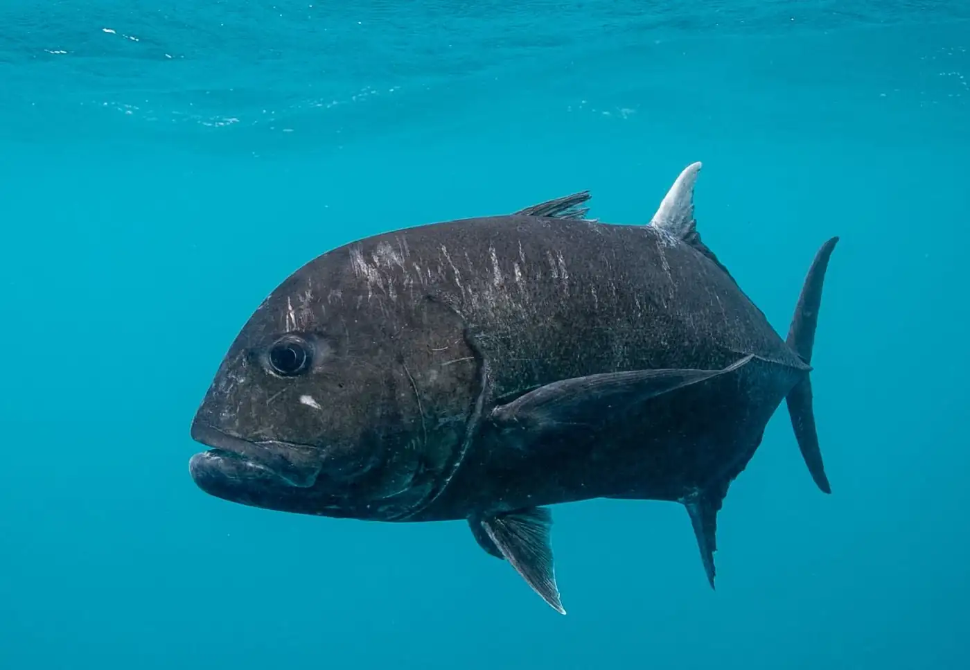 Giant trevally