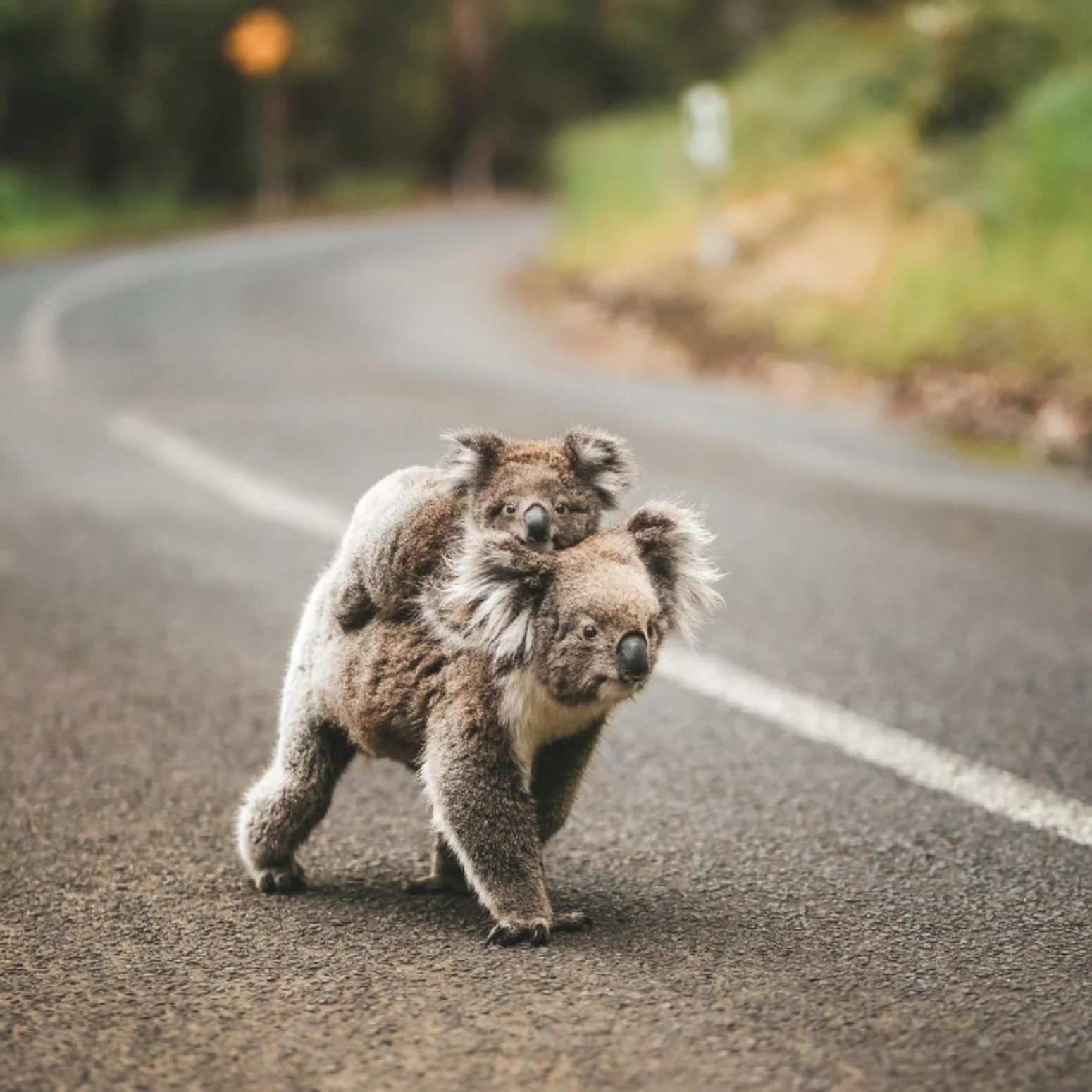Kennett River Koala Walk