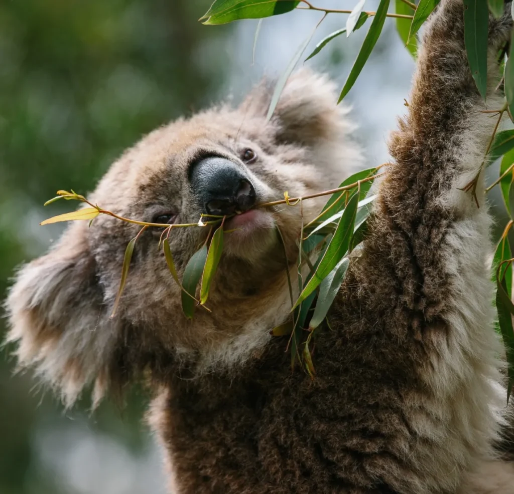Koala Conservation Reserve