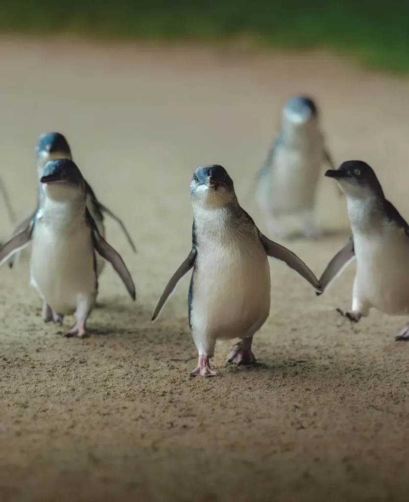 Little Penguins