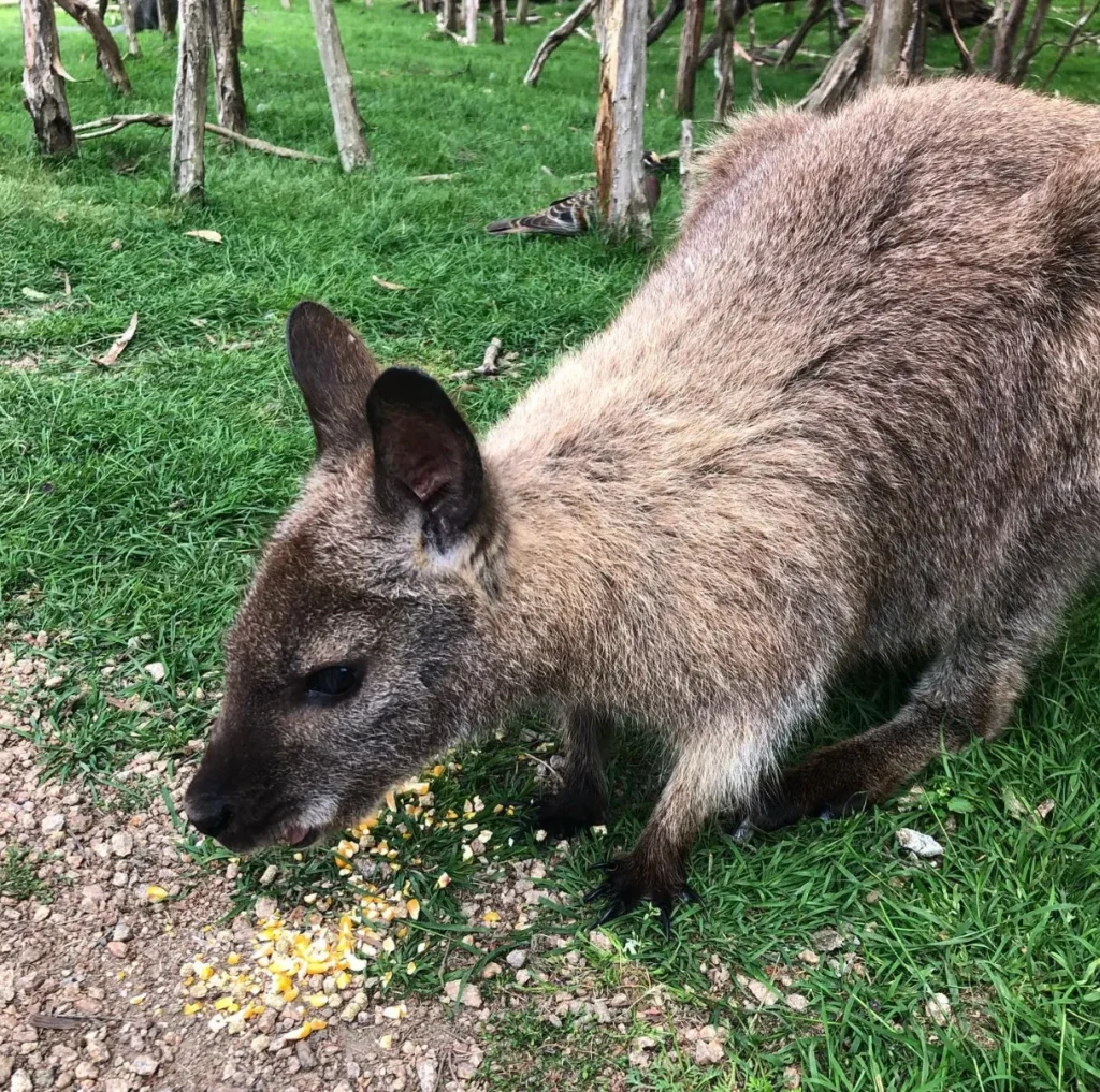 Moonlit Sanctuary Wildlife Conservation Park