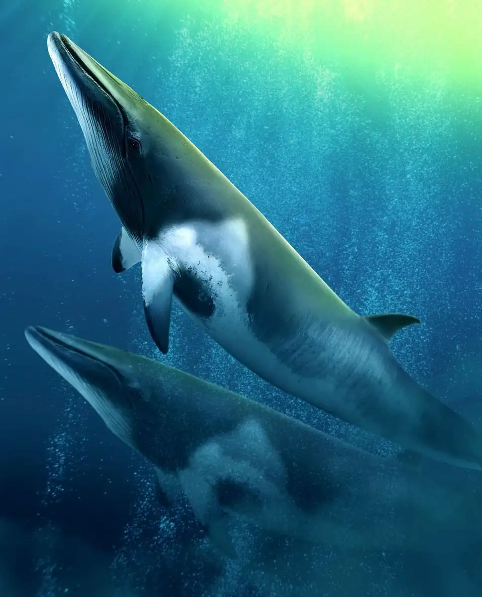 The 2026 Minke Whale Season, How to Swim with Dwarfs in the Ribbons Reef