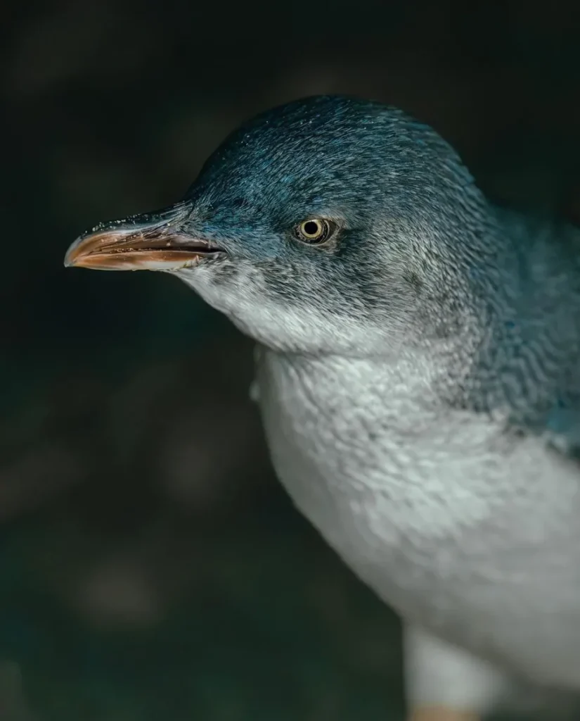 The Iconic Penguin Parade What to Expect